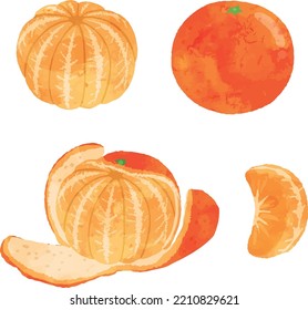 Watercolor Mandarin Orange Illustration Set