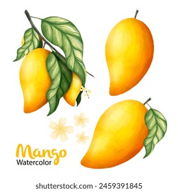 watercolor mango fruits and leaves isolated on white background. Vector illustration.