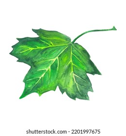 Hojas de arce color agua aisladas en fondo blanco. Plantilla para banner, afiche, embalaje, postal, diseño web. Ilustración vectorial dibujada a mano.