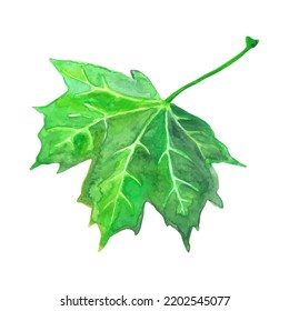 Watercolor maple leaf isolated on white background. Template for banner, poster, packaging, postcard, web design. Hand Drawn vector illustration.