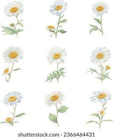 Watercolor marguerite flowers on a white background. Vector illustration.