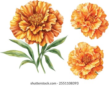 Watercolor Marigold Flower Set - ilustração floral desenhada à mão sobre fundo branco