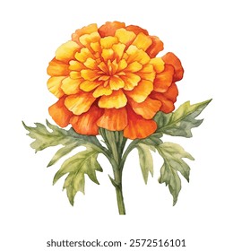 watercolor Marigold isolated white background