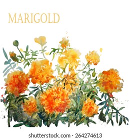 Watercolor marigold. Vector.