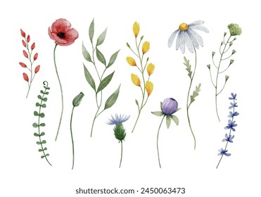 Watercolor Meadow Wild Flowers Elements	