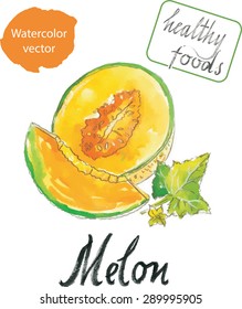 Watercolor melon, hand drawn, vector