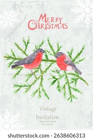 watercolor merry christmas card with couple of bullfinches perching on branches of fir tree against gray grungy paper background