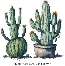 Watercolor Mexican cacti set. Hand painted floral collection with desert cacti, agave. Botanical illustration isolated on white background for design, print, fabric or background