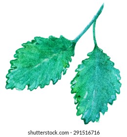 Watercolor mint peppermint spearmint leaf isolated vector