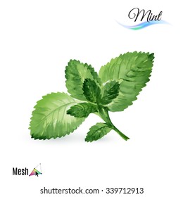 Watercolor mint plant isolated in white background