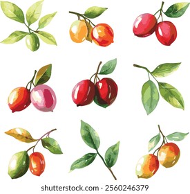 
watercolor Miracle Fruit set on white, vector collection