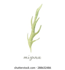 Watercolor mizuna or Japanese mustard - hand painted vector