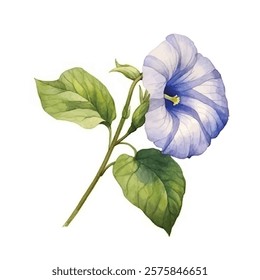 watercolor Morning Glory flower isolated white background