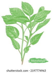 Acuarela Moroheiya (malvada de judíos).  Ilustración vectorial.