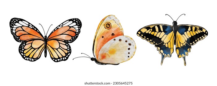 Watercolor multicolored butterflies collection, vector butterfly elements on white background. Illustration butterfly suitable for decorating in your design.
