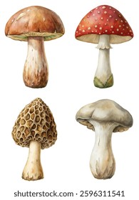 Watercolor mushroom illustrations, detailed botanical art, vibrant colors, nature-inspired design, perfect for culinary projects.