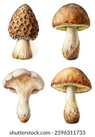 Watercolor mushroom illustrations, detailed botanical art, nature-inspired design, edible fungi depiction, artistic food representation.