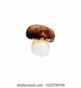 watercolor mushrooms vector illustration, hand drawing mushroom vector illustration isolated on white background