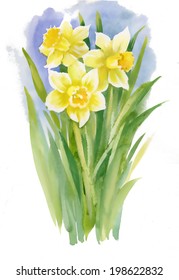 Watercolor narcissus on white vector