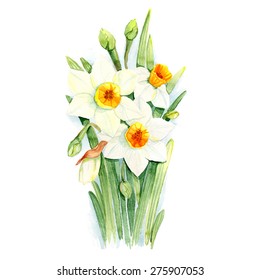 Watercolor Narcissus. Vector Illustration.