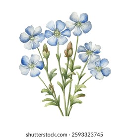 watercolor Nemophila isolated white background