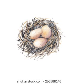 Watercolor nest with bird eggs. Vector hand drawn illustration