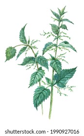 Watercolor Nettle Isolated On A White Background. Hand Drawn Herb Illustration. Vector Picture