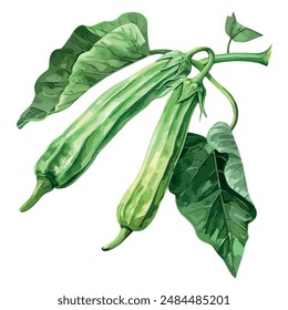 Watercolor of Okra plant, isolated on a white background, Okra vector, drawing clipart, Illustration Vector, Graphic Painting, design art, logo