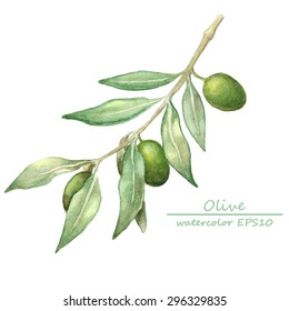 watercolor olive branch card. hand drawn illustration