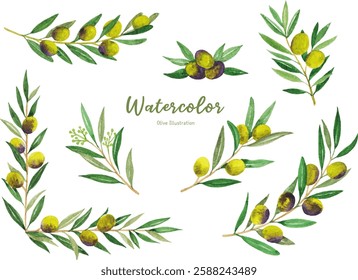 Watercolor olive branch hand drawing illustration