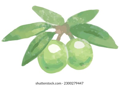 Watercolor olive fruits and leaves . Vector illustration.