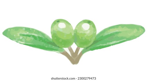 Watercolor olive fruits and leaves . Vector illustration.