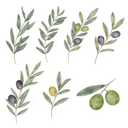 Feuille D'olive à L'aquarelle Collection D'éléments Naturels Sur Fond Blanc Illustration Vectorielle