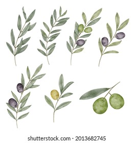 Watercolor olive leaf Botanical collection natural elements on white background illustration vector