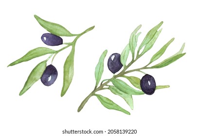 Watercolor olive sprigs. Vector illustration. Olive branches with fruits.