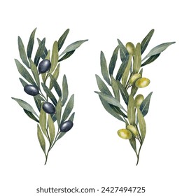 Hojas de olivo acuarela, rama, aceitunas verdes y negras aisladas sobre fondo blanco. Ilustración floral pintada a mano para papelería de boda, saludos, fondos de pantalla, impresión, tela.