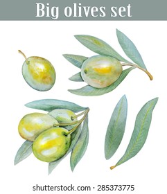 watercolor olives set - vector illustration