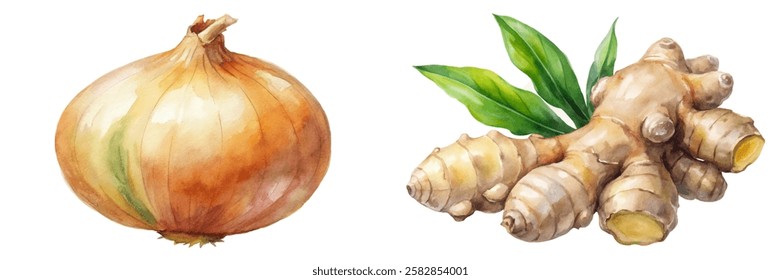 Watercolor onion illustration, fresh ginger root, botanical art style, culinary ingredients, vibrant colors, natural textures.