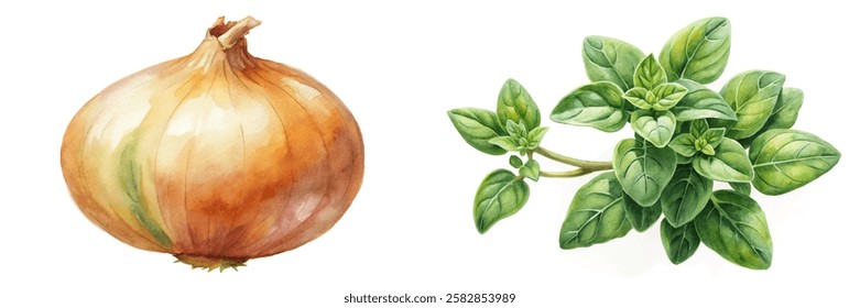 Watercolor onion illustration, fresh oregano leaves, botanical art, culinary ingredients, natural colors, food styling.