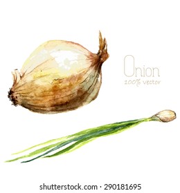 Watercolor Onions. Hand Draw White Onion And Scallions Illustration. Herbs Vector Object Isolated On White Background. Kitchen Herbs And Spices Banner.