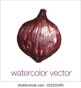  Watercolor onion,vector. EPS 10.