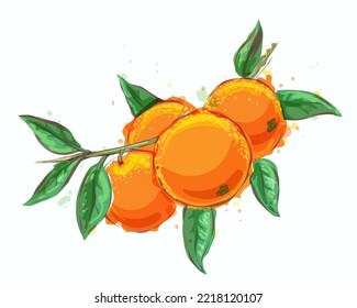 Watercolor orange branch. Oranges tangerines mandarin tree twig with leaves vector illustration, water colors style yellow zest clementines fruit isolated image