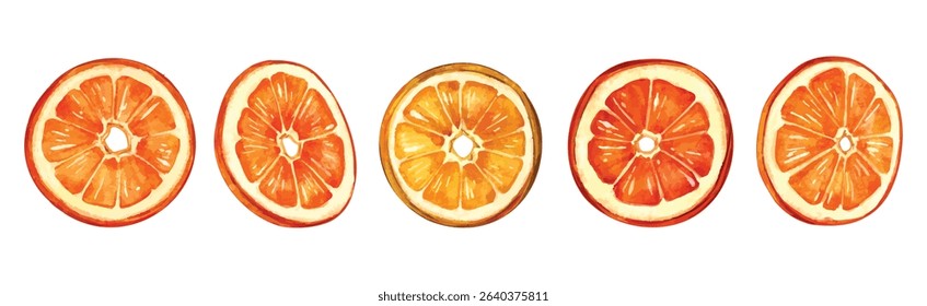 Watercolor Orange Slice Vector Set. Citrus Fruit and Fall Garland elements Clipart. For kitchen decor, citrus branding, seasonal invites, and rustic autumn scenes.