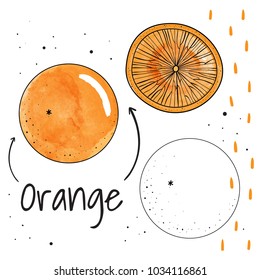 Watercolor orange. Vector illustration
