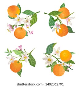 Watercolor Oranges hanging on branch with leaves and flowers for posters, summer citrus banners, cover design templates, social media stories, spring wallpapers. Vector illustration