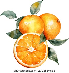 Watercolor Oranges Illustration. Hand-drawn fresh food design element isolated on a white background.