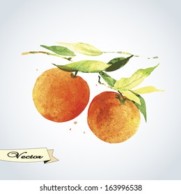 Watercolor oranges on a branch. Vector illustration for greeting cards, invitations, and other printing and web projects.