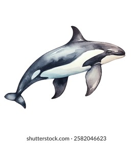 watercolor Orca isolated white background