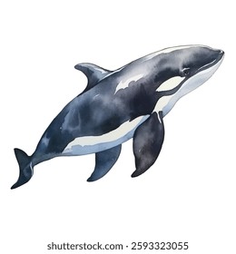watercolor Orca isolated white background