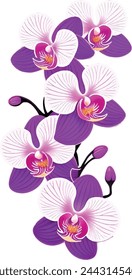 Watercolor orchid clipart featuring exotic blooms in purple and pink